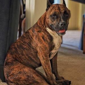 Meet your Posher, Bruce